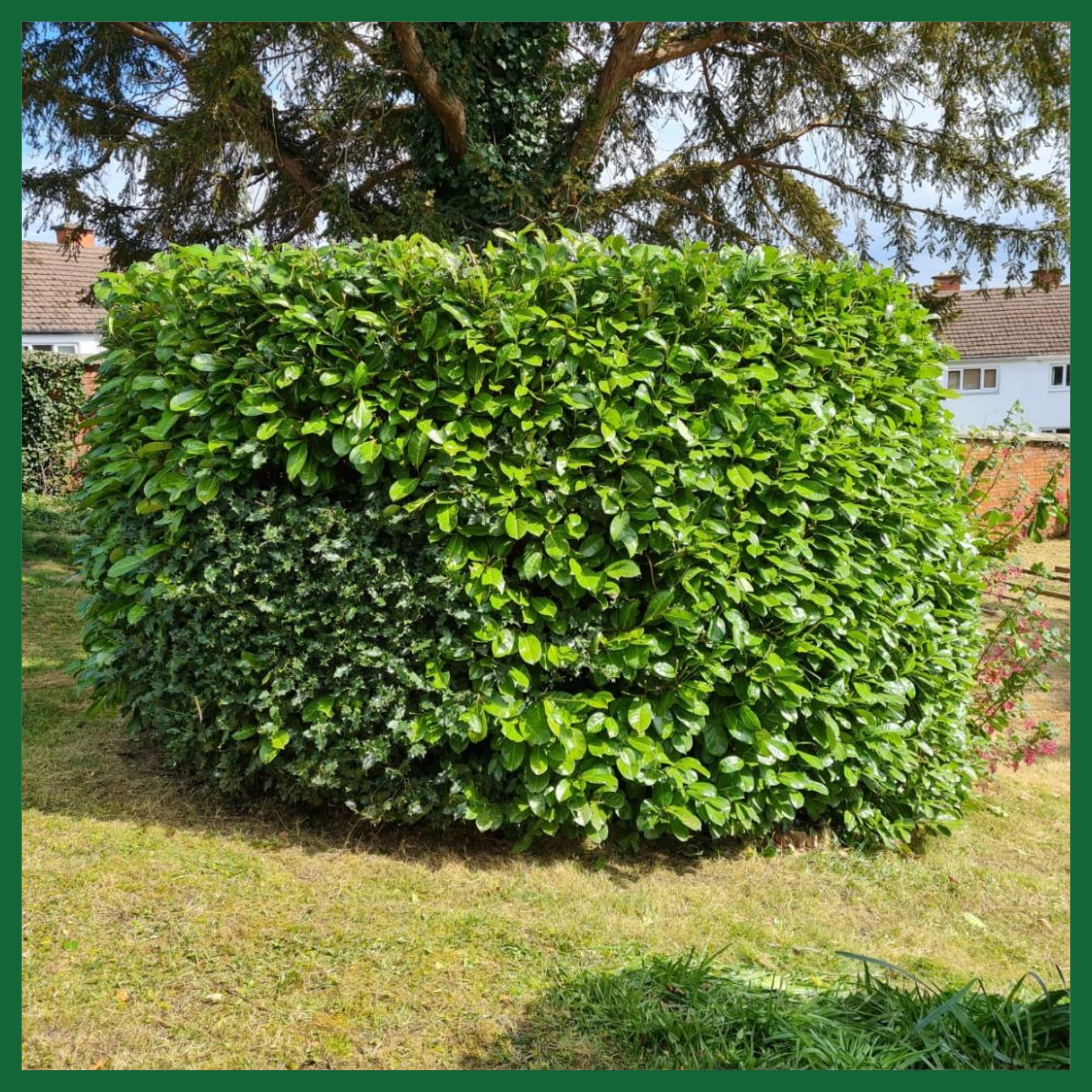 Hedge trimming