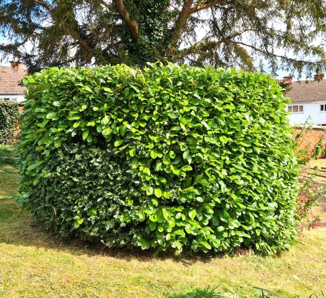 Hedge trimming service